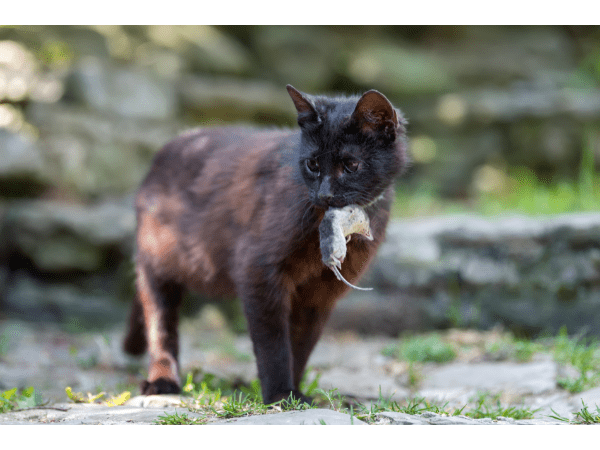 O pisică poate alunga sau chiar prinde o cârtiță