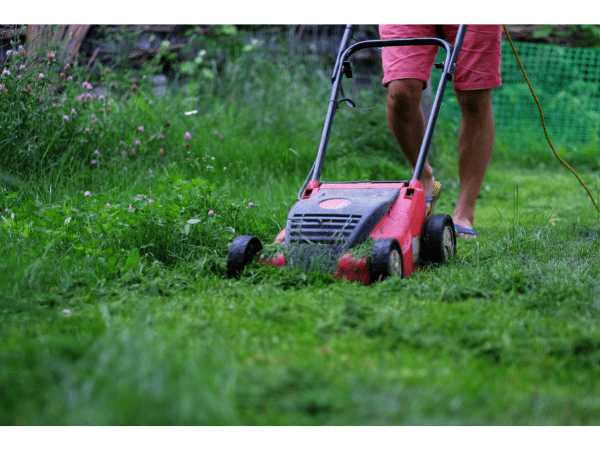 Tunderea regulată a ierbii ajută împotriva cârtițelor