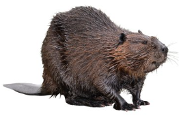 Capcane pentru castori