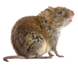 Capcană pentru șoareci de câmp