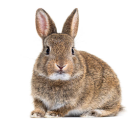 Hrană pentru iepuri