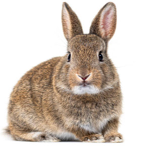 Iepuri, cuști de iepuri