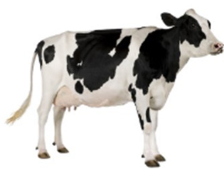 Garduri electrice pentru bovine