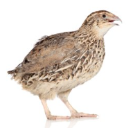 Creșterea prepelițelor