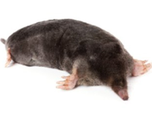 Capcane pentru cârtițe, șoareci de câmp și șoareci de câmp