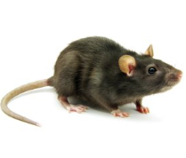 Capcane pentru rozătoare