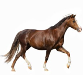 Garduri electrice pentru cai