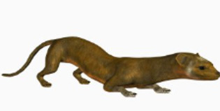 Capcane pentru nevăstuică