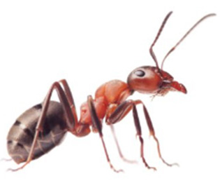 Controlul furnicilor