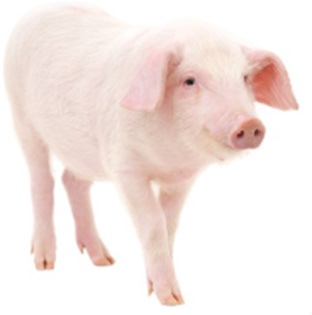 Canibalismul păsărilor de curte și al porcilor