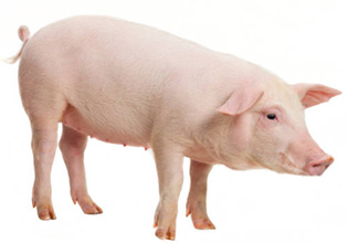 Porci