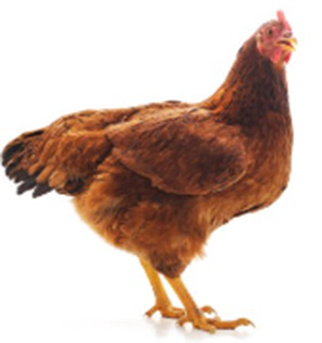 Garduri electrice pentru găini, păsări de curte