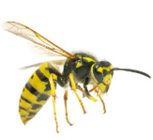 Controlul viespilor